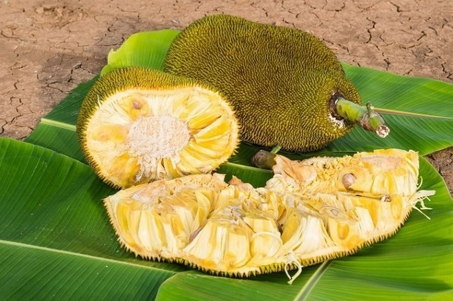 Áp dụng những mẹo chọn mít chín cây bạn dễ dàng tìm được những quả mít thơm ngon nhất