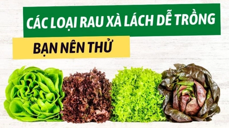 Bật mí cách chọn rau xà lách tươi ngon chuẩn vị cho mọi món salad