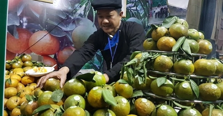 Bí Quyết Cách Chọn Cam Sành Mọng Nước Ngon Ngọt Chuẩn Nhất 2026