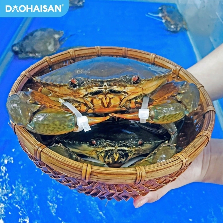 Bí quyết cách chọn cua biển chắc thịt ngon tuyệt đỉnh