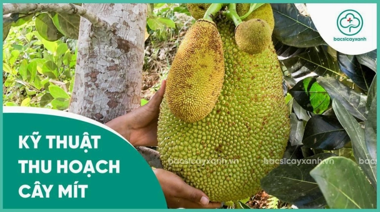 Bí Quyết Cách Chọn Mít Thái Ngon Giòn Ngọt Lịm Không Bị Sượng