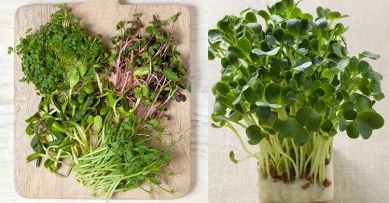 Bí quyết cách làm salad rau mầm tươi mát giòn ngon thanh lọc cơ thể