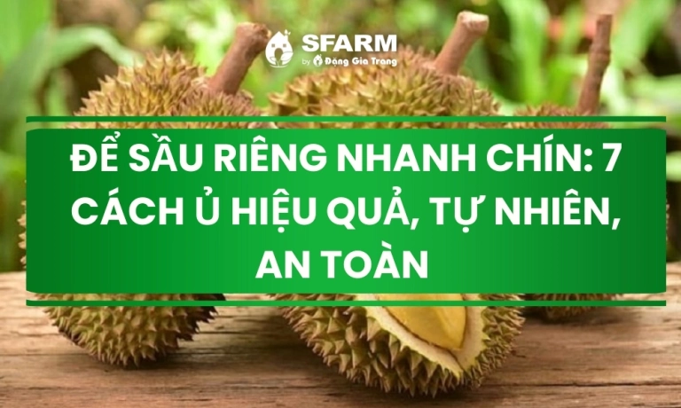 Bí quyết cách làm sầu riêng nhanh chín thơm lừng an toàn tại nhà