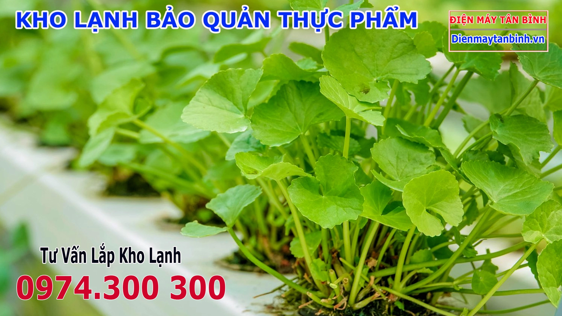 Bữa cơm gia đình thêm trọn vẹn với món cá mú chiên xù hấp dẫn