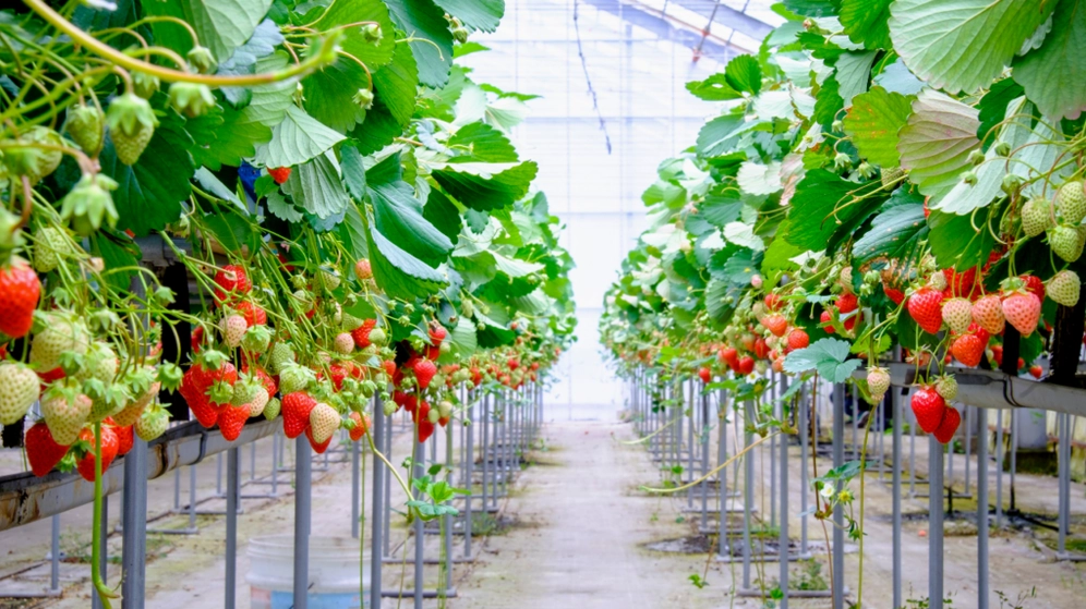 Các loại dâu tây phổ biến