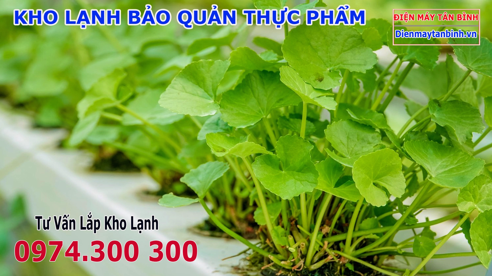 Các loại rau ăn kèm giúp món cá lóc quay me thêm phần thanh mát
