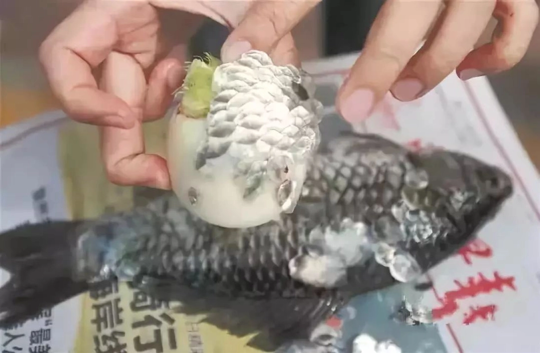 Cạo vảy cá dễ dàng không lo văng tứ tung với dụng cụ tự chế