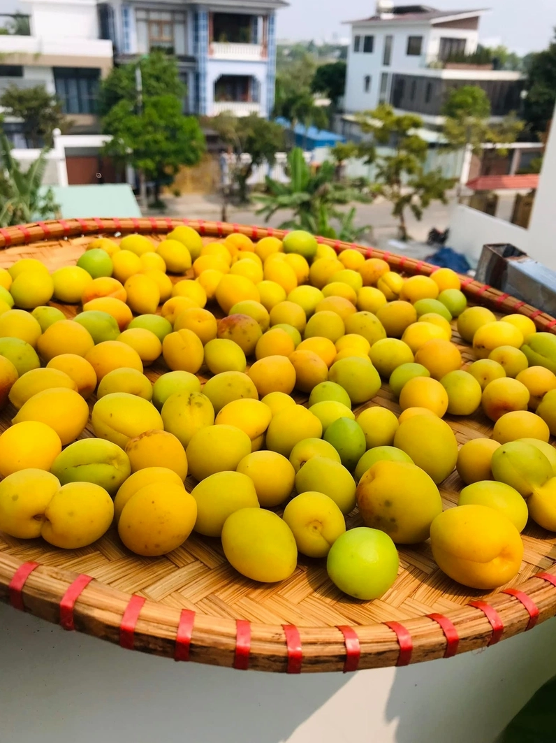 Chọn những quả mơ tươi ngon chín vàng đều để ngâm cùng đường phèn