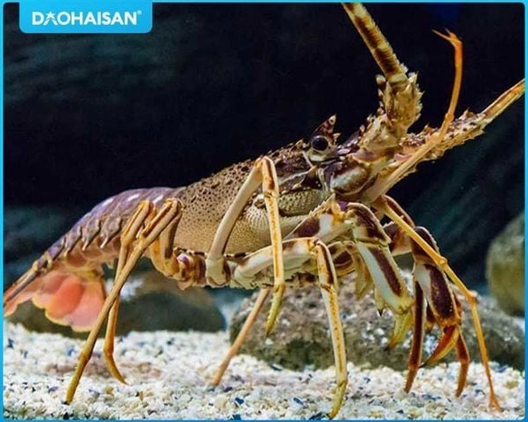 Chọn tôm hùm tươi sống bơi khỏe