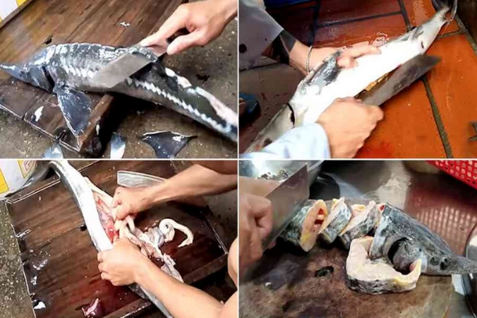 Công đoạn sơ chế cá tầm sạch sẽ để chuẩn bị nấu lẩu