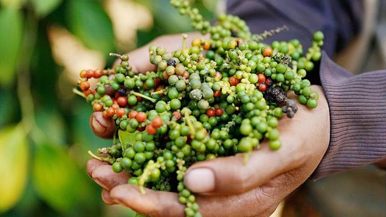 Giới thiệu về hạt tiêu Việt Nam