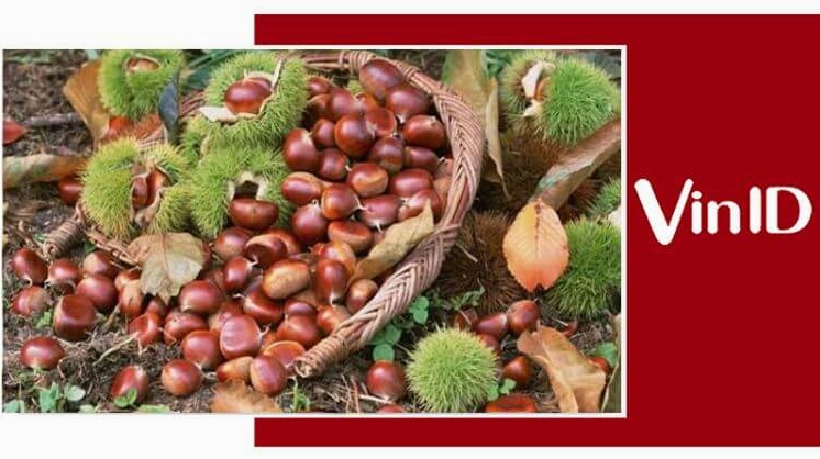 Hình ảnh hạt dẻ Sapa với đặc điểm nhận dạng riêng