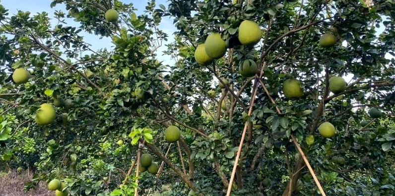 Hình ảnh quả bưởi da xanh căng tròn đẹp mắt