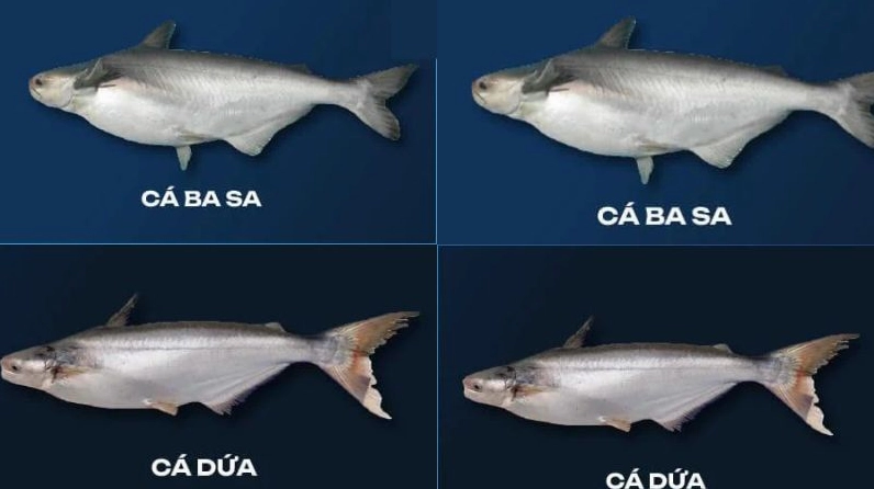Hình ảnh so sánh trực quan giúp phân biệt khô cá dứa và khô cá basa