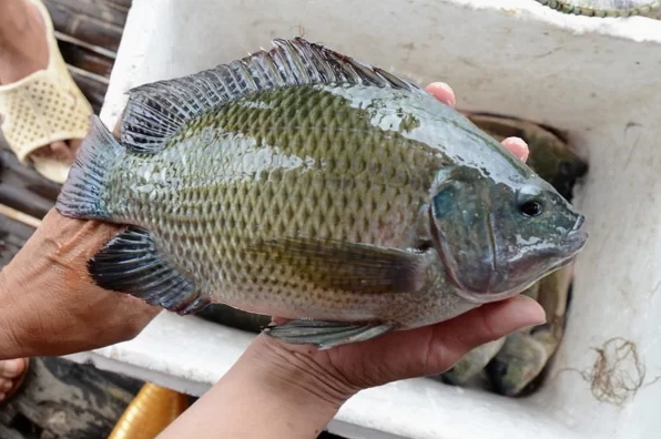 Hướng dẫn cách chọn cá rô phi tươi ngon để chiên