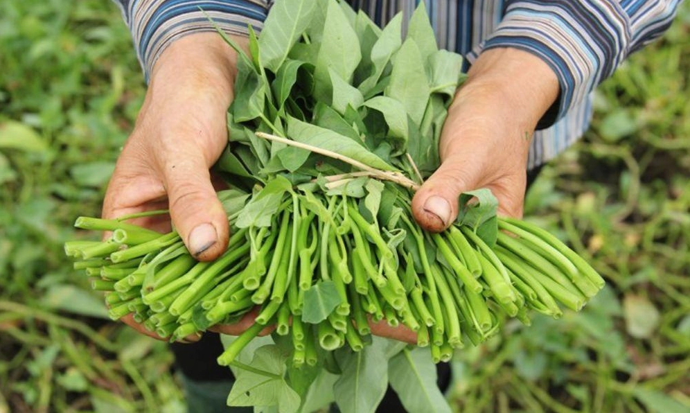 Hướng dẫn cách chọn mua rau muống tươi sạch không hóa chất