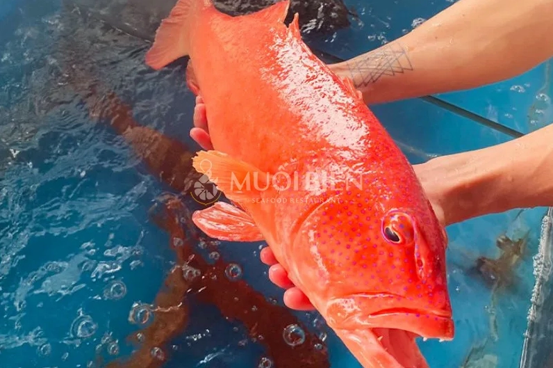 Hướng dẫn cách lựa chọn cá mú đỏ tươi ngon mắt trong mang đỏ