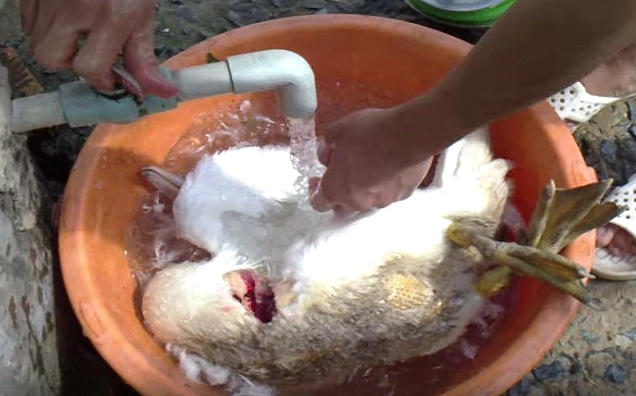 Kiểm tra lại và làm sạch hoàn toàn thân vịt trước khi chế biến