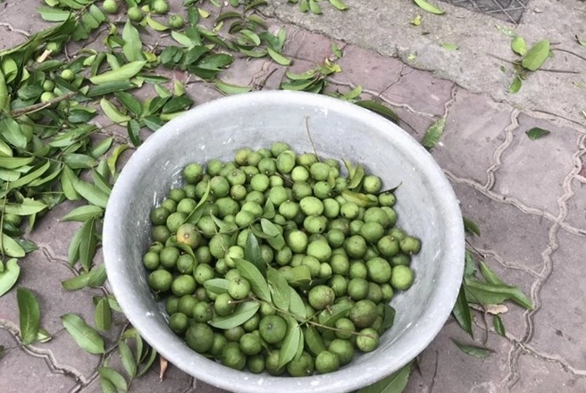 Ly nước sấu ngâm đường giòn ngon không bị nổi váng giúp giải khát ngày hè oi bức