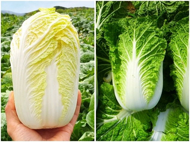 Mua cải thảo người trồng mách 4 mẹo chọn không ngờ