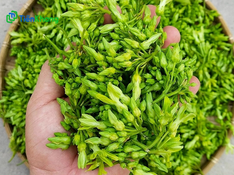 Nên chọn mua những bông thiên lý có nhiều búp xanh tươi