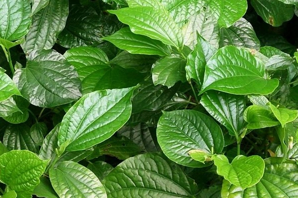 Nguyên liệu lá lốt xanh mướt để chuẩn bị xào cùng thịt rắn