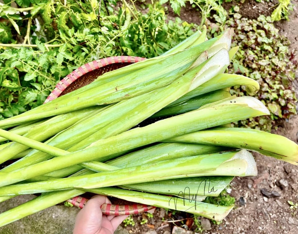 Những bẹ dọc mùng to xanh tươi mướt mắt