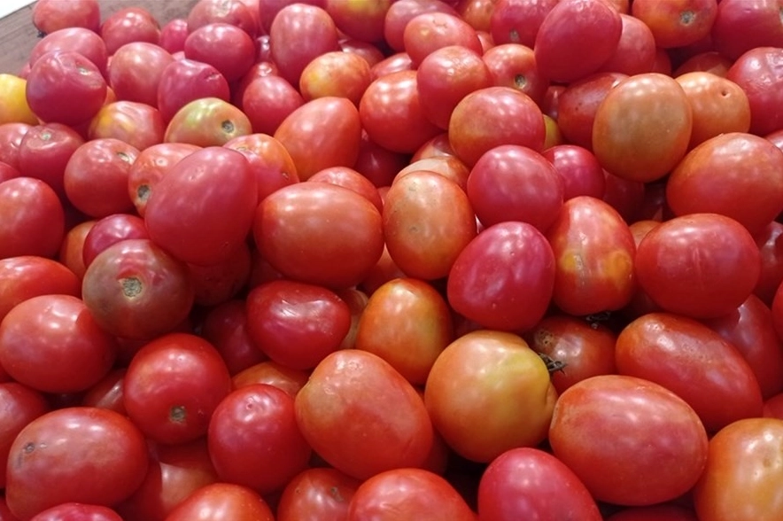 Những quả cà chua đỏ mọng tươi ngon an toàn không hóa chất