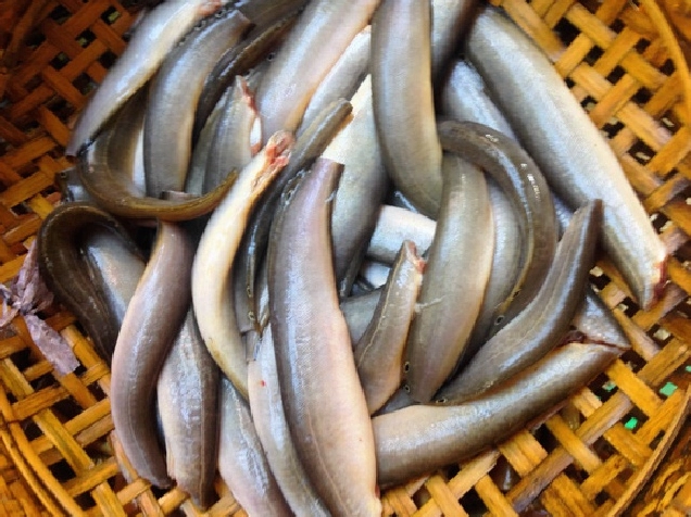 Nồi đất chứa cá chạch kho nghệ đang sôi sùng sục trên bếp tỏa hương thơm lừng