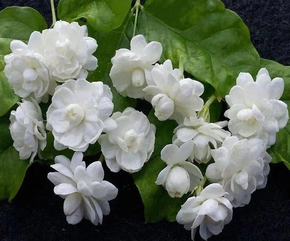 Quy trình ướp trà với hoa nhài để hương thơm hòa quyện tự nhiên