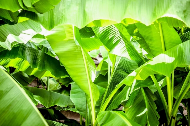 Sử dụng găng tay nilon hoặc cao su khi gọt khoai sọ để bảo vệ đôi tay