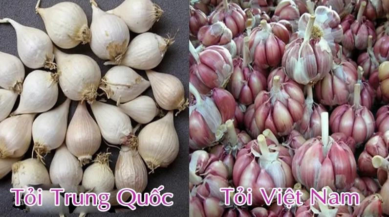 Sự khác biệt rõ rệt giữa vỏ củ tỏi Việt Nam và tỏi Trung Quốc
