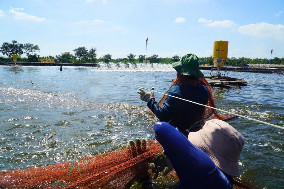 Sự phát triển của ngành thủy sản mang đến nguồn nguyên liệu phong phú