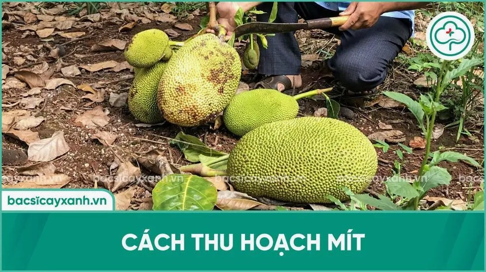 Thu hoạch mít chín cây trên cành