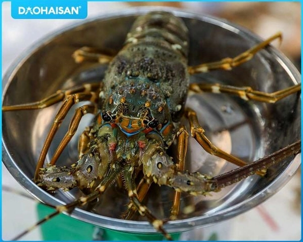 Tôm hùm được sơ chế sạch sẽ