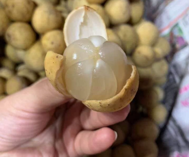 Trái bòn bon cần được lựa chọn kỹ lưỡng để thưởng thức loại quả chất lượng sạch ngon ngọt nhất