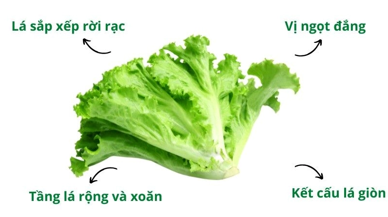 Xà lách Lô Lô xanh giòn mướt mắt