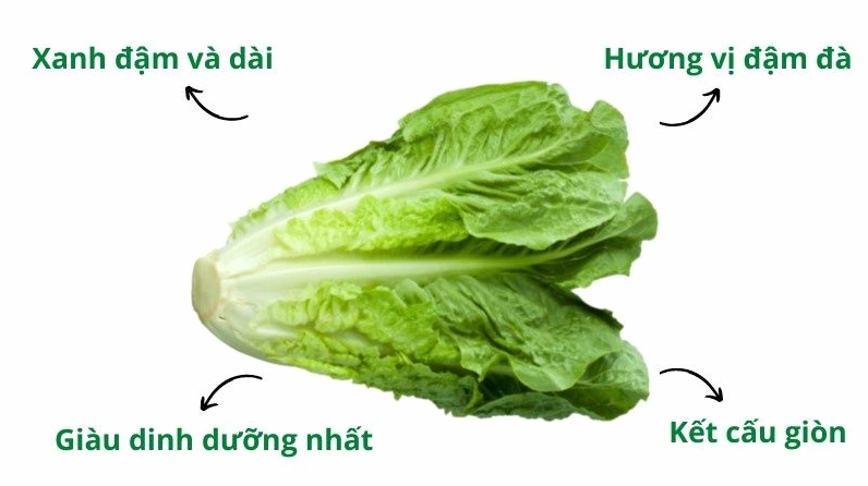 Xà lách Romaine tươi ngon thích hợp làm salad Caesar